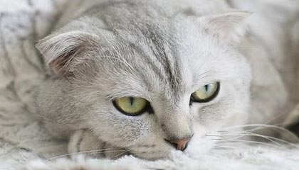 日照伴游，定制QQ：3494206190微信：act1322