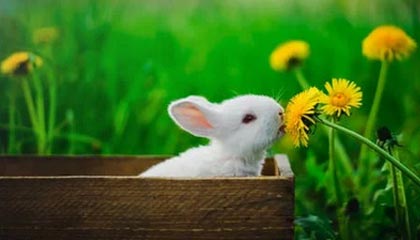 日照伴游，定制QQ：3494206190微信：act1322